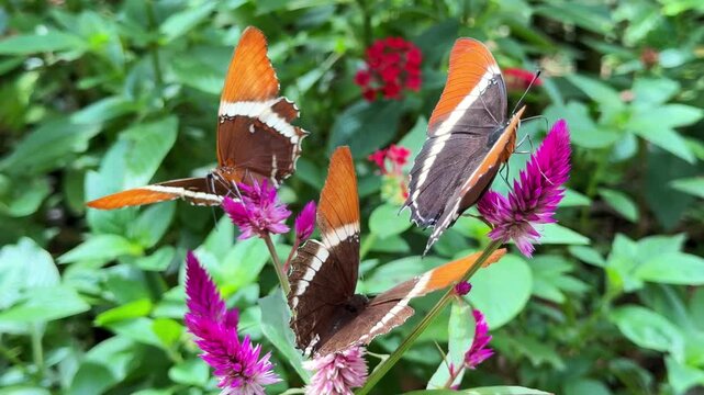 Rusty tipped page butterflies feeding on nectar