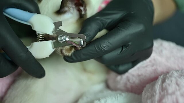 Cropped shot view of pet's owner using a nail clipper for cutting a cat's nails. Trimming a cat's claws every two to three weeks is an important part of maintaining your pet's health.