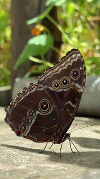 Brown butterfly with eyespots resting outdoors