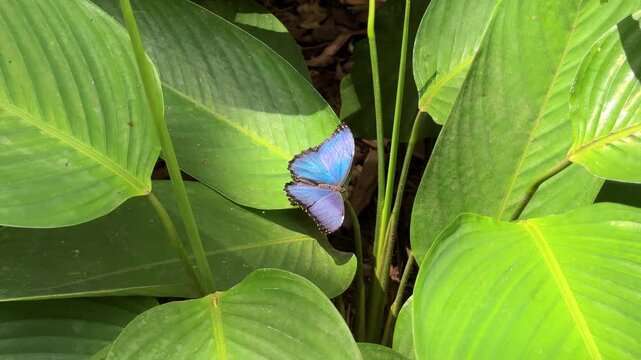 Blue morpho butterfly opening wings on green leaves