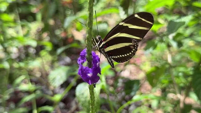 Zebra longwing butterflies pollinating purple flowers