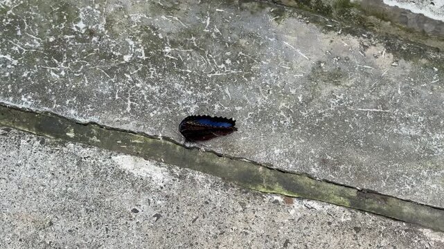 Blue morpho butterfly flapping wings on concrete