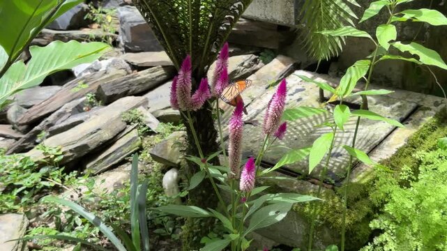 Monarch butterfly feeding on pink celosia flower