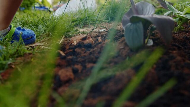 Mother And Son Working In Garden Planting Flowers In Flower Bed Front Yard Outdoor Family Lifestyle Scene Natural Light Bonding Moment Perfect For Advertising Gardening And Parenting Content