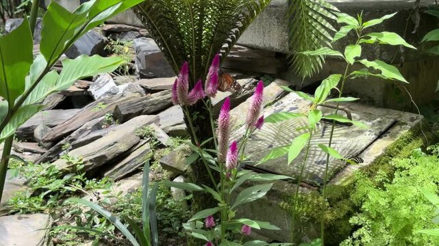 Monarch butterfly feeding on purple celosia flower