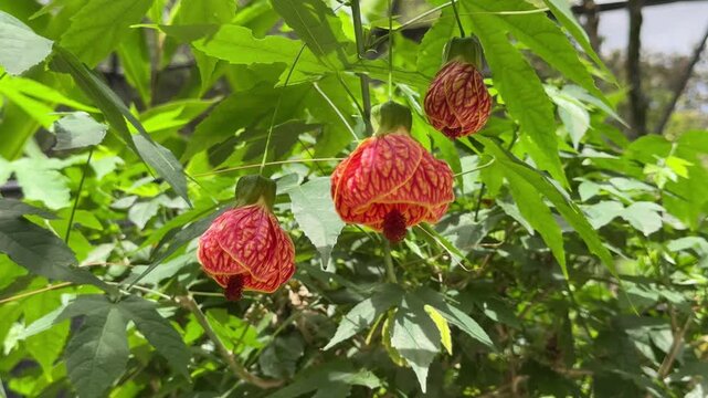 Redvein abutilon pictum flowers gently swinging