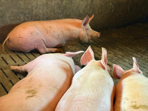Pigs are wallowing in the pigsty