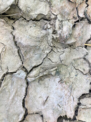 Fototapeta premium cracked dry earth, closeup of parched soil, drought cracked ground, dry soil texture