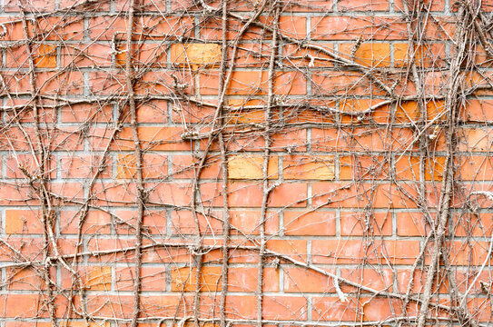 Weathered red brick wall covered in tangled dried vines creating a rustic, textured backdrop that evokes urban decay, natural reclamation and architectural contrast.