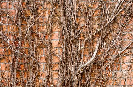Dense, leafless climbing vines cling to a weathered red brick wall, creating an intricate winter texture and architectural pattern that evokes decay, resilience, and natural reclamation of urban