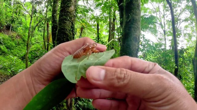 An asian is holding the cicadas (Tonggeret, Tonggeret, garengpung, kinjeng tangis, tree cricket, jarflies) in the forest