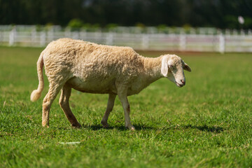 Fototapeta premium sheep walking in grass field
