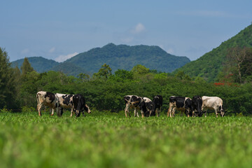 Fototapeta premium dairy cows in the wild grazing fresh green grass in spring