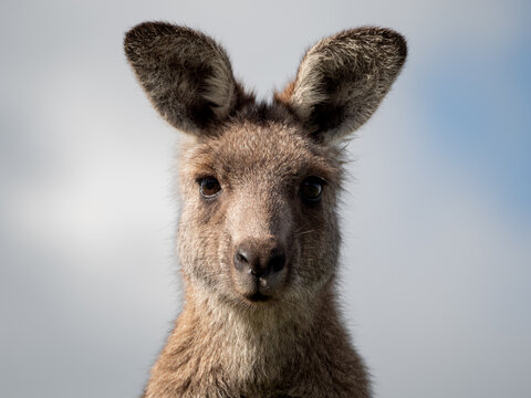 Close up of kangaroos face