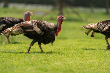 Fototapeta premium bronze turkey walking in field