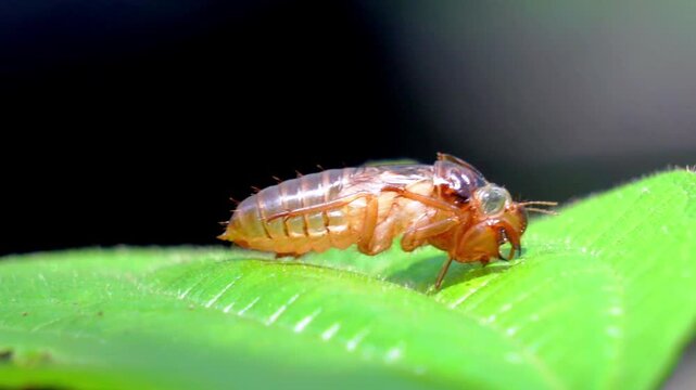 The cicadas (Tonggeret, Tonggeret, garengpung, kinjeng tangis, tree cricket, jarflies). Natural environmental indicator animals because these animals only want to live in pollution-free areas.