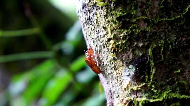 The cicadas (Tonggeret, Tonggeret, garengpung, kinjeng tangis, tree cricket, jarflies). Natural environmental indicator animals because these animals only want to live in pollution-free areas.