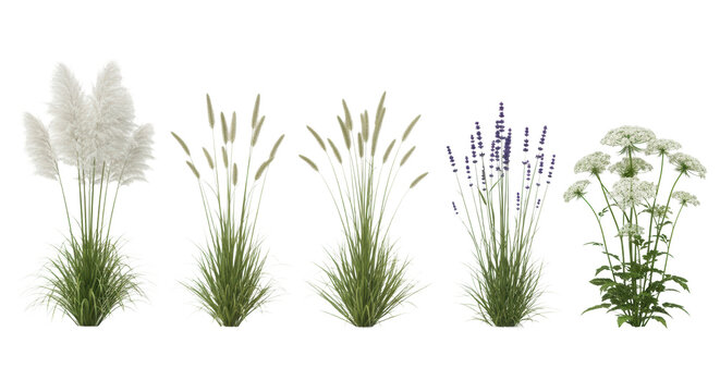 hyperrealistic 3d rendering of a botanical collection: tall pampas grass, lavender, and foxtail grass, isolated against a seamless transparent studio background. concept for landscape visualization