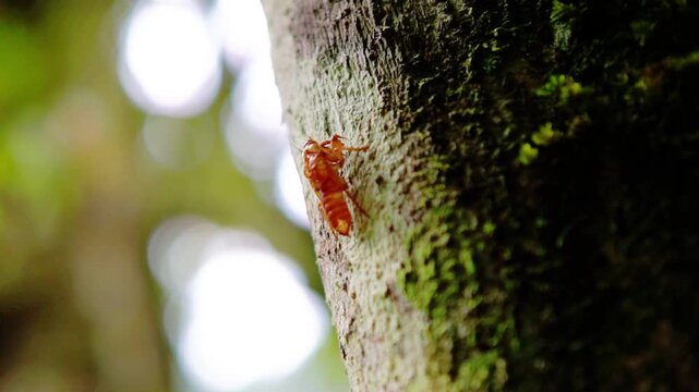 The cicadas (Tonggeret, Tonggeret, garengpung, kinjeng tangis, tree cricket, jarflies). Natural environmental indicator animals because these animals only want to live in pollution-free areas.
