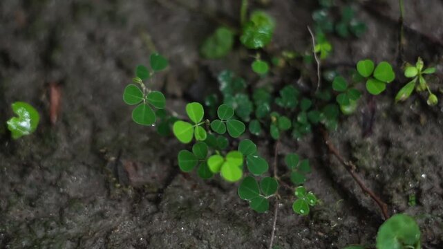 Overhead View of Vibrant Green Wood Sorrel and Clover Patches