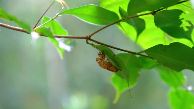 The cicadas (Tonggeret, Tonggeret, garengpung, kinjeng tangis, tree cricket, jarflies). Natural environmental indicator animals because these animals only want to live in pollution-free areas.