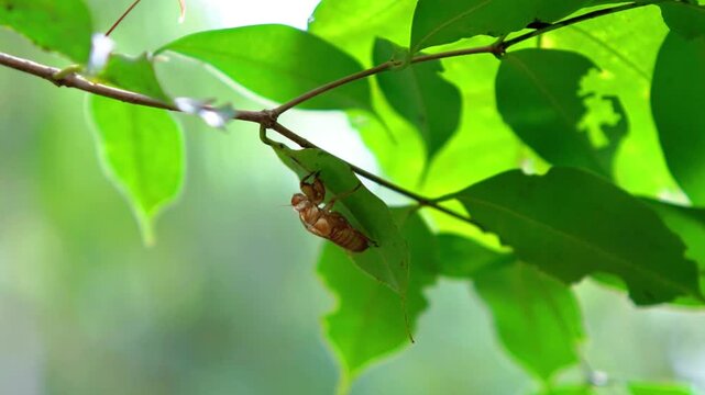 The cicadas (Tonggeret, Tonggeret, garengpung, kinjeng tangis, tree cricket, jarflies). Natural environmental indicator animals because these animals only want to live in pollution-free areas.