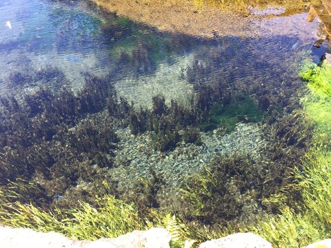 Crystal clear spring water at Oshino Hakkai Japan