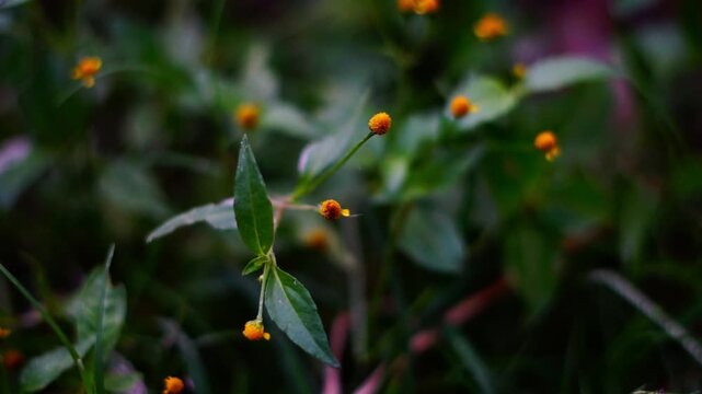 Shallow Depth of Field Close Up of Small Round Yellow Wildflowers