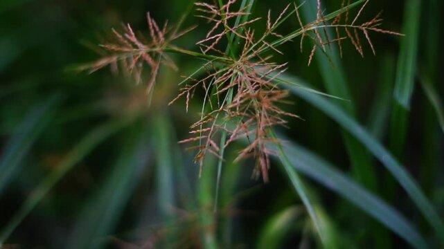Abstract Top Down View of Umbrella Sedge Grass Inflorescence | Cyperus Alternifolius