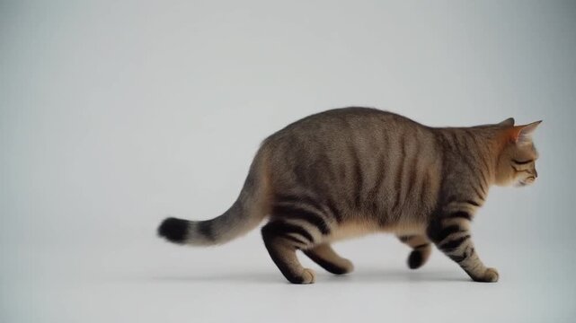 Domestic Tabby Cat Walking Side View Animation