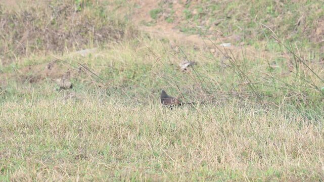 Greater coucal is searching for food in a grassy field. Its common name is crow pheasant and Centropus sinensis. It is a large non-parasitic member of the cuckoo order of birds, the Cuculiformes. 