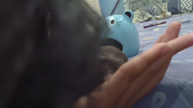 Small dwarf hamster eating seeds from person's hand with blue cat-shaped house on bed. candid shot video