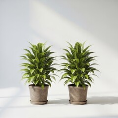 Fototapeta premium Two Lush Green Potted Plants Side by Side on a White Surface.