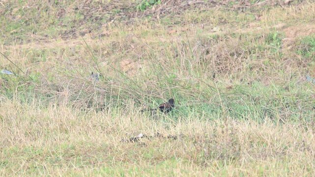 Greater coucal is searching for food in a grassy field. Its common name is crow pheasant and Centropus sinensis. It is a large non-parasitic member of the cuckoo order of birds, the Cuculiformes. 
