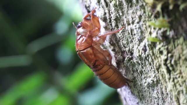 The cicadas (Tonggeret, Tonggeret, garengpung, kinjeng tangis, tree cricket, jarflies). Natural environmental indicator animals because these animals only want to live in pollution-free areas.