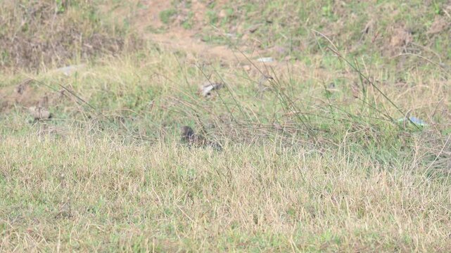 Greater coucal is searching for food in a grassy field. Its common name is crow pheasant and Centropus sinensis. It is a large non-parasitic member of the cuckoo order of birds, the Cuculiformes. 