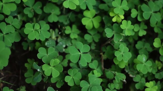 Overhead View of Vibrant Green Wood Sorrel and Clover Patches