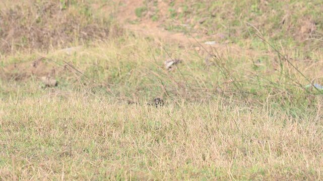 Greater coucal is searching for food in a grassy field. Its common name is crow pheasant and Centropus sinensis. It is a large non-parasitic member of the cuckoo order of birds, the Cuculiformes. 