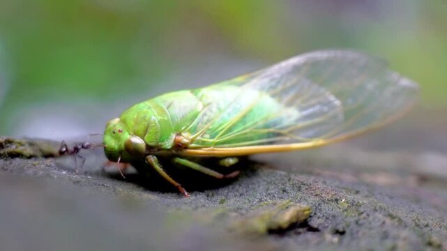 The cicadas (Tonggeret, Tonggeret, garengpung, kinjeng tangis, tree cricket, jarflies). Natural environmental indicator animals because these animals only want to live in pollution-free areas.