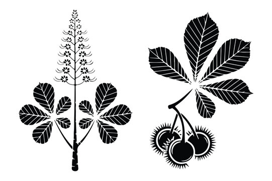 Black and white vector illustration of horse chestnut tree leaves and spiky fruits