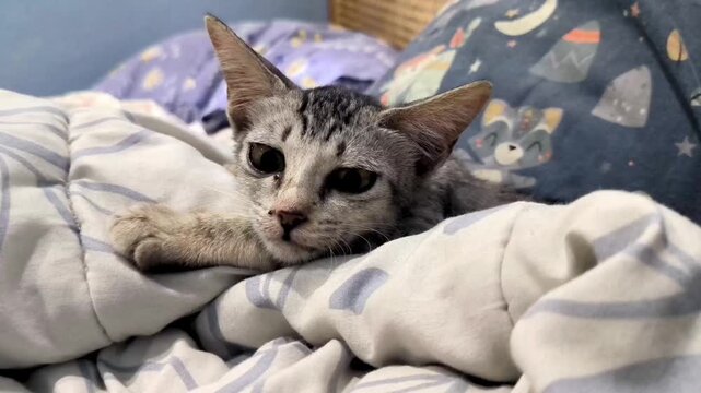 Close up video. Tabby kitten resting on striped blanket with cartoon pillow and blue wall. Animal Face