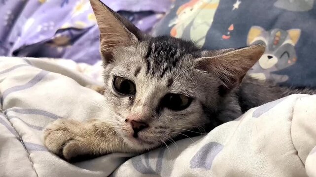 Sad Face tabby kitten video I ever Seen