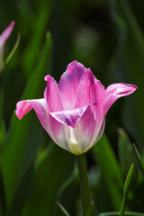 Fototapeta premium Tulips in full bloom at Changchun Park, China