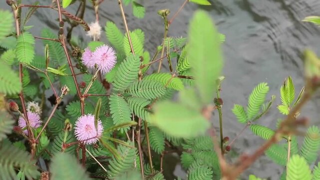 High angle shot of a sensitive plant (Mimosa pudica) featuring its iconic compound green leaves and a round, pink fluffy flower blooming over the river background