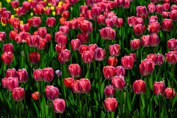 Obraz premium Tulips in full bloom at Changchun Park, China