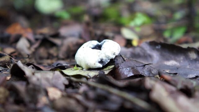 Handkea fumosa (Calvatia fumosa, Gastropila fumosa) in the jungle. Gastropila fumosa is a species of puffball in the family Agaricaceae.