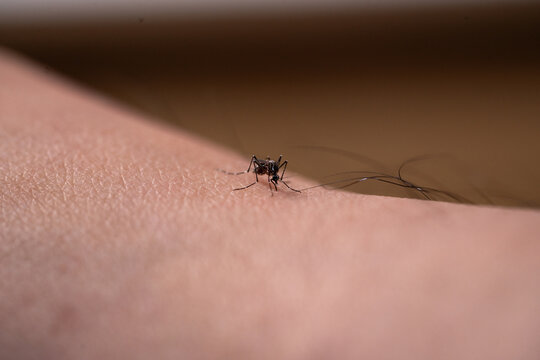 A close-up shot of an Aedes mosquito biting and feeding on human skin, filling its abdomen with blood.