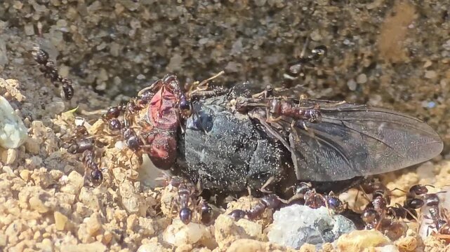 Incredible teamwork of small ants pulling and carrying a giant insect prey together,#001
자기 몸집보다 수십 배 큰 먹이를 협동하여 개미굴로 운반하는 개미들의 생태 #001

 