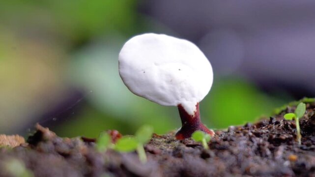Handkea fumosa (Calvatia fumosa, Gastropila fumosa) in the jungle. Gastropila fumosa is a species of puffball in the family Agaricaceae.