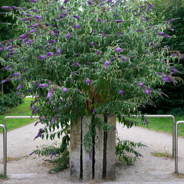 Beautiful purple buddleja davidii butterfly bush in full bloom inside a stone planter at a park entrance